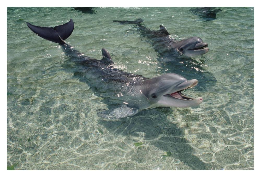 Bottlenose Dolphin pair in shallow lagoon, Waikoloa Hyatt, Hawaii-Paper Art-20"x14"
