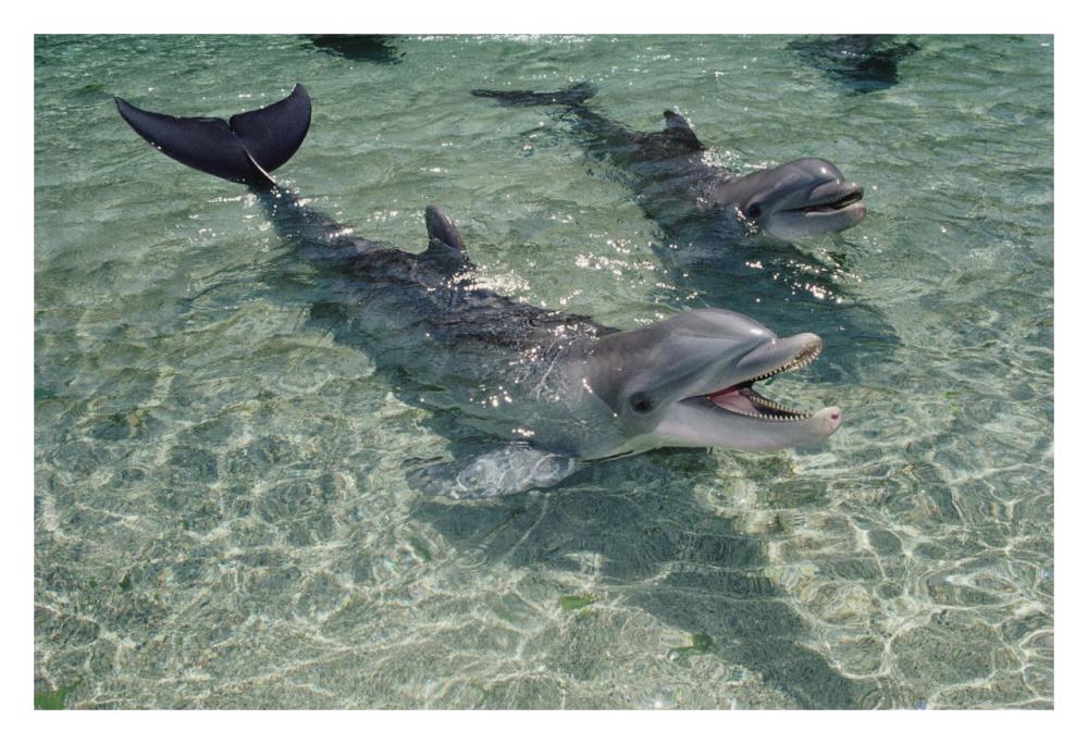 Bottlenose Dolphin pair in shallow lagoon, Waikoloa Hyatt, Hawaii-Paper Art-32"x22"