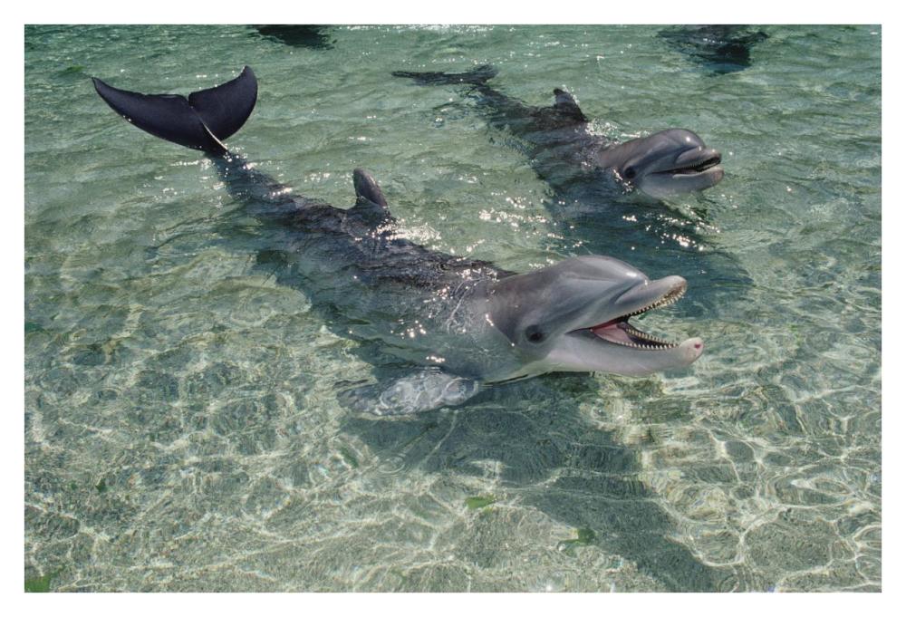 Bottlenose Dolphin pair in shallow lagoon, Waikoloa Hyatt, Hawaii-Paper Art-38"x26"