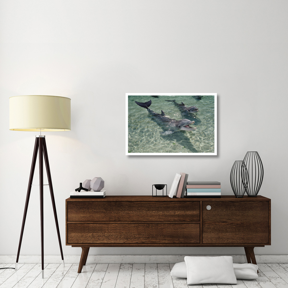 Bottlenose Dolphin pair in shallow lagoon, Waikoloa Hyatt, Hawaii-Paper Art-38&quotx26"