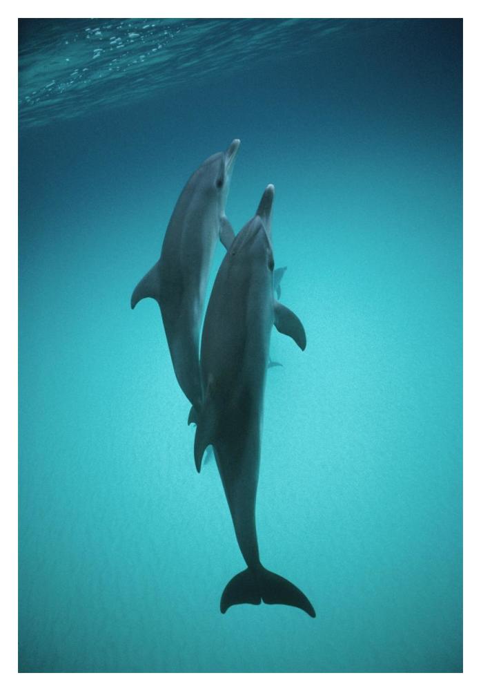 Atlantic Spotted Dolphin underwater pair, Bahamas-Paper Art-14"x20"