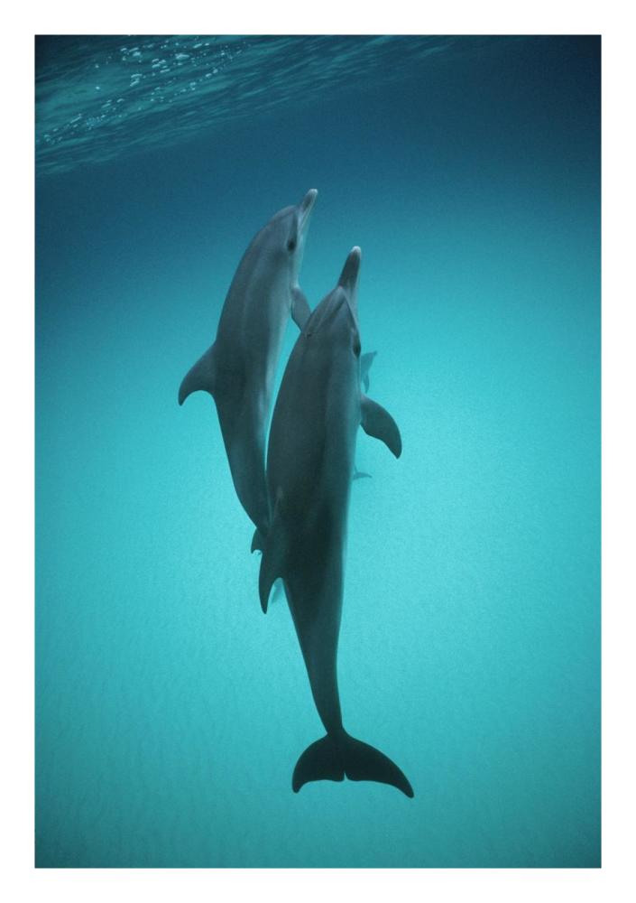 Atlantic Spotted Dolphin underwater pair, Bahamas-Paper Art-18"x26"