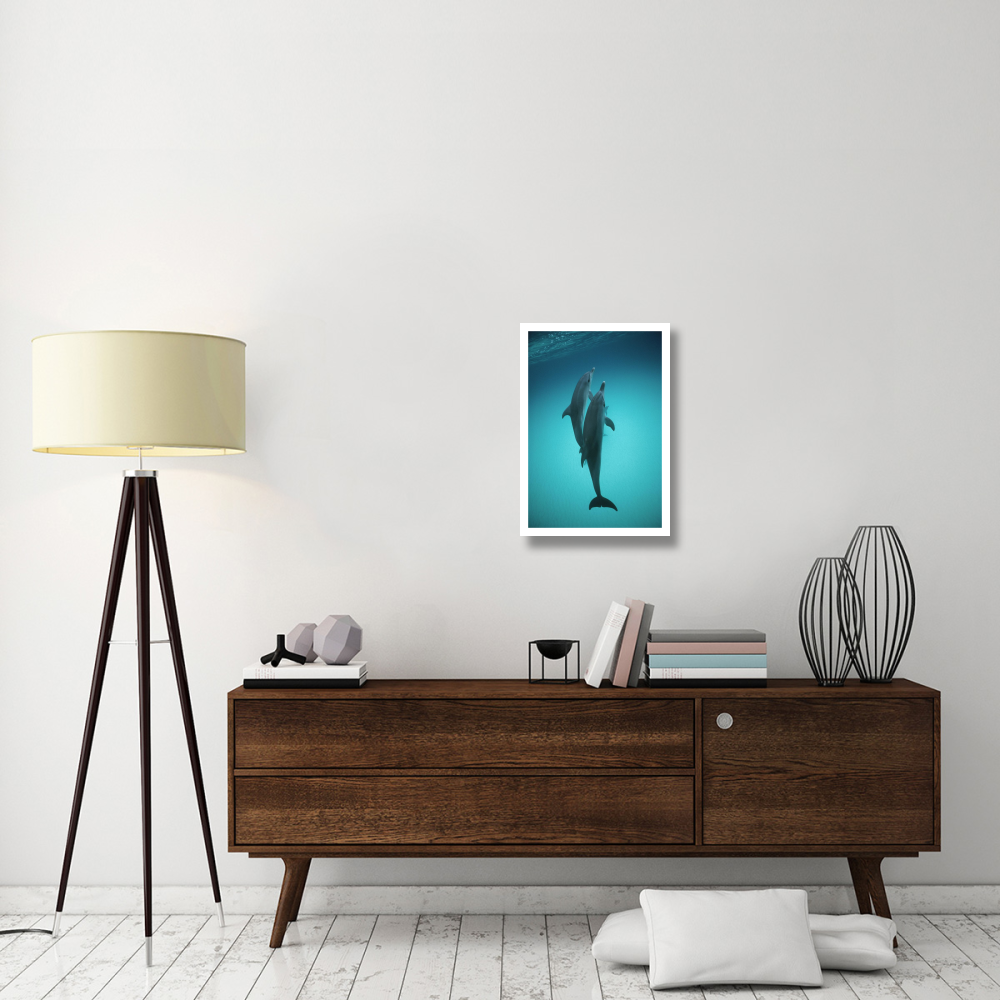 Atlantic Spotted Dolphin underwater pair, Bahamas-Paper Art-18&quotx26"