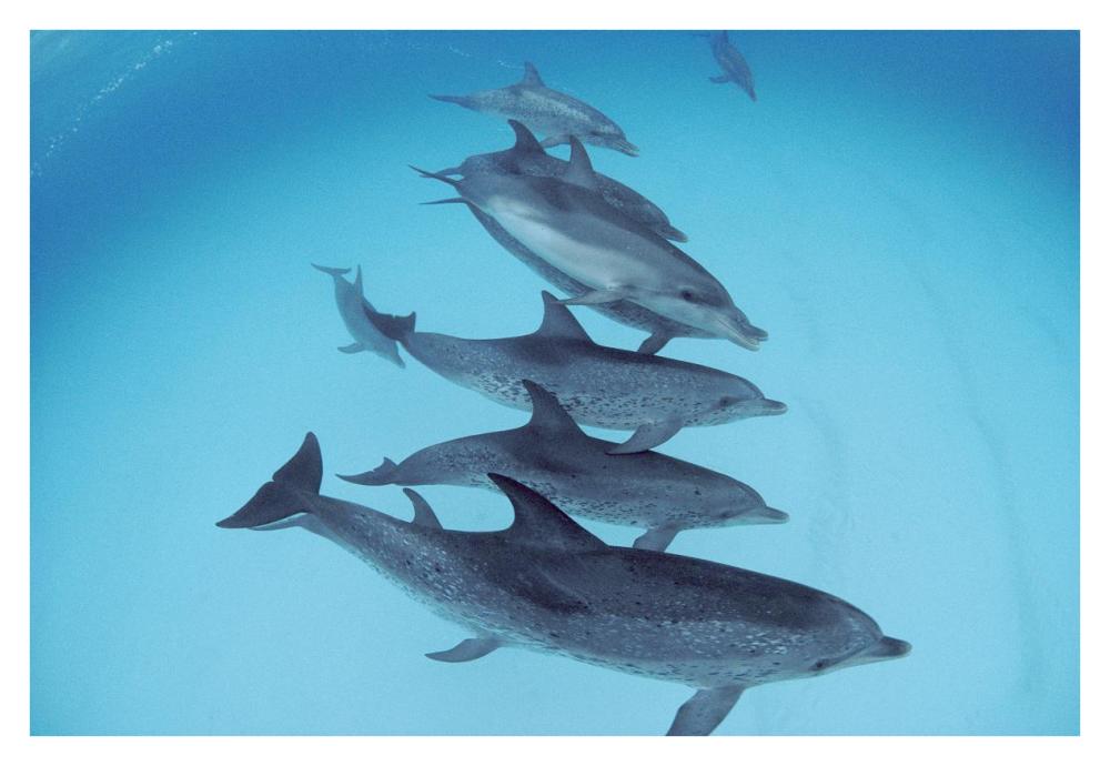 Bottlenose Dolphin swimming with pod of Atlantic Spotted Dolphins, Bahamas-Paper Art-38"x26"