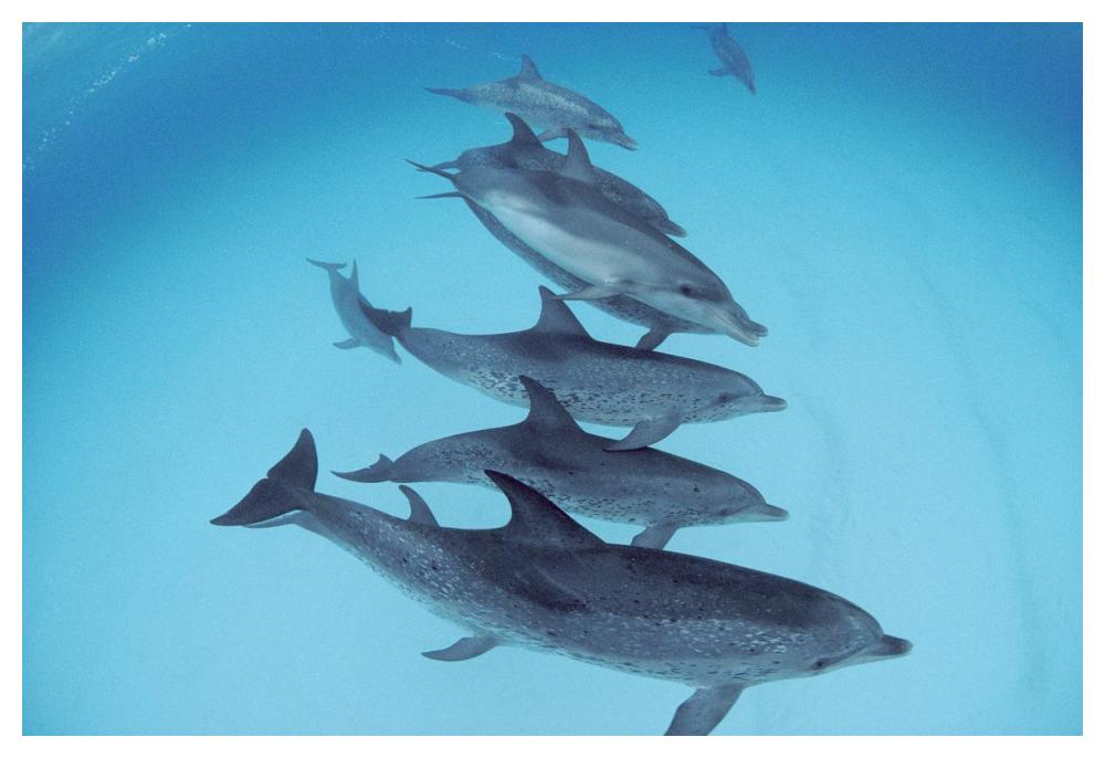 Bottlenose Dolphin swimming with pod of Atlantic Spotted Dolphins, Bahamas-Paper Art-50"x34"