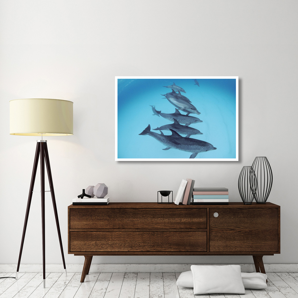 Bottlenose Dolphin swimming with pod of Atlantic Spotted Dolphins, Bahamas-Paper Art-50&quotx34"