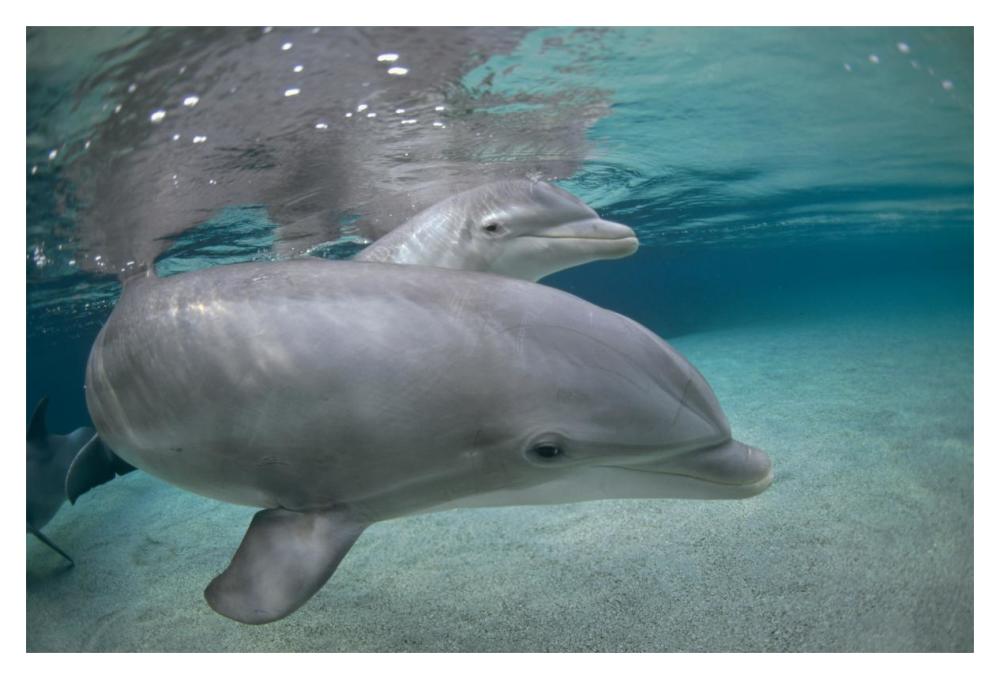 Bottlenose Dolphin, Hawaii-Paper Art-20"x14"