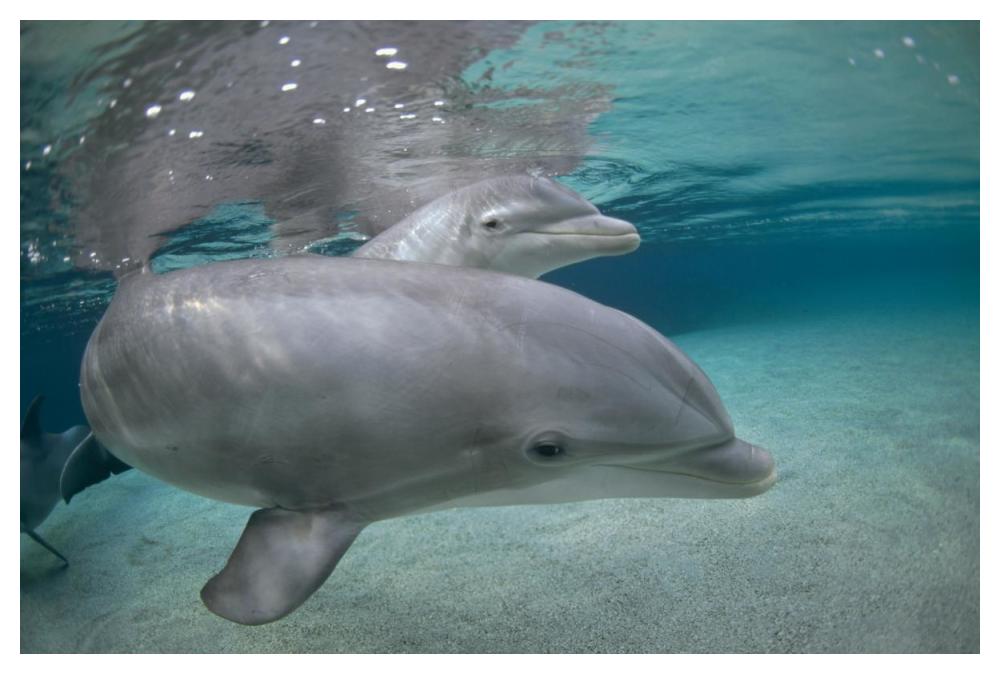 Bottlenose Dolphin, Hawaii-Paper Art-50"x34"