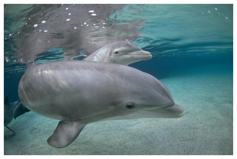 Bottlenose Dolphin, Hawaii-Paper Art-62"x42"