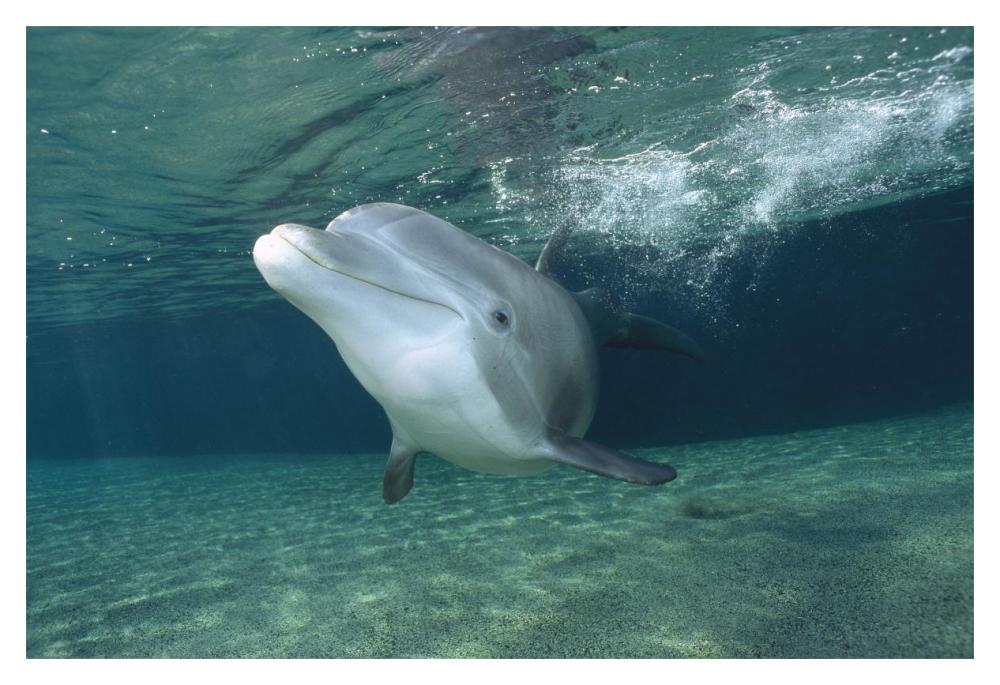 Bottlenose Dolphin, Hawaii-Paper Art-20"x14"