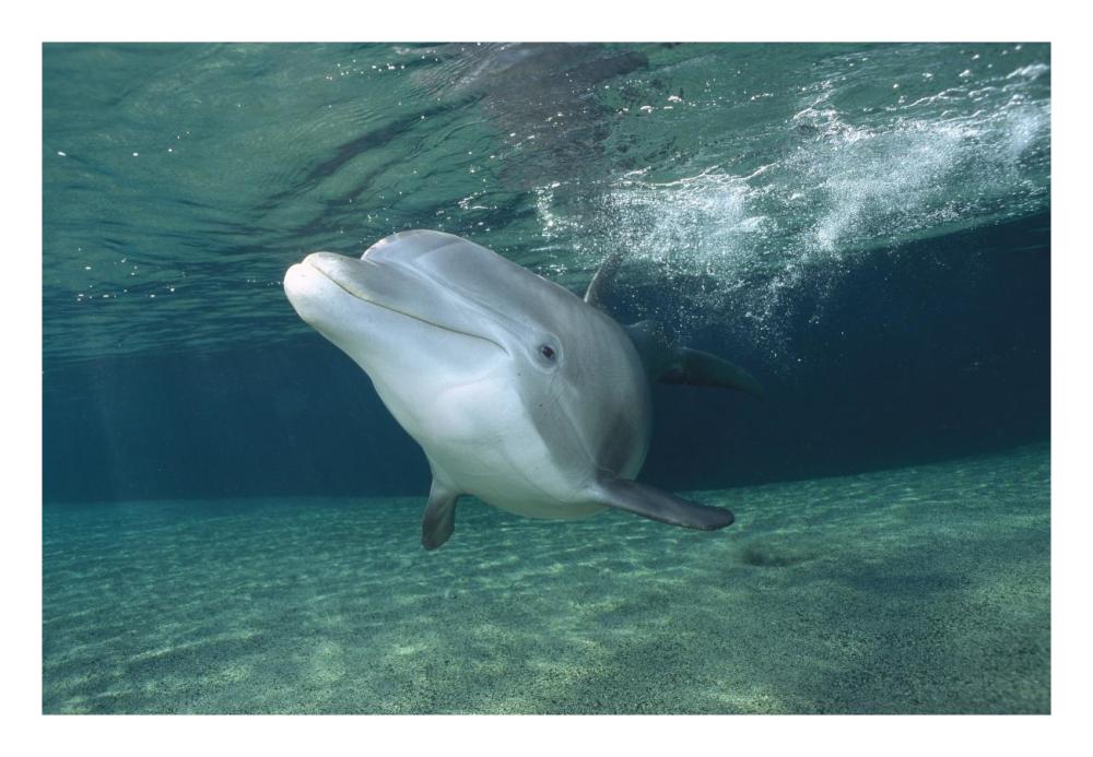 Bottlenose Dolphin, Hawaii-Paper Art-26"x18"