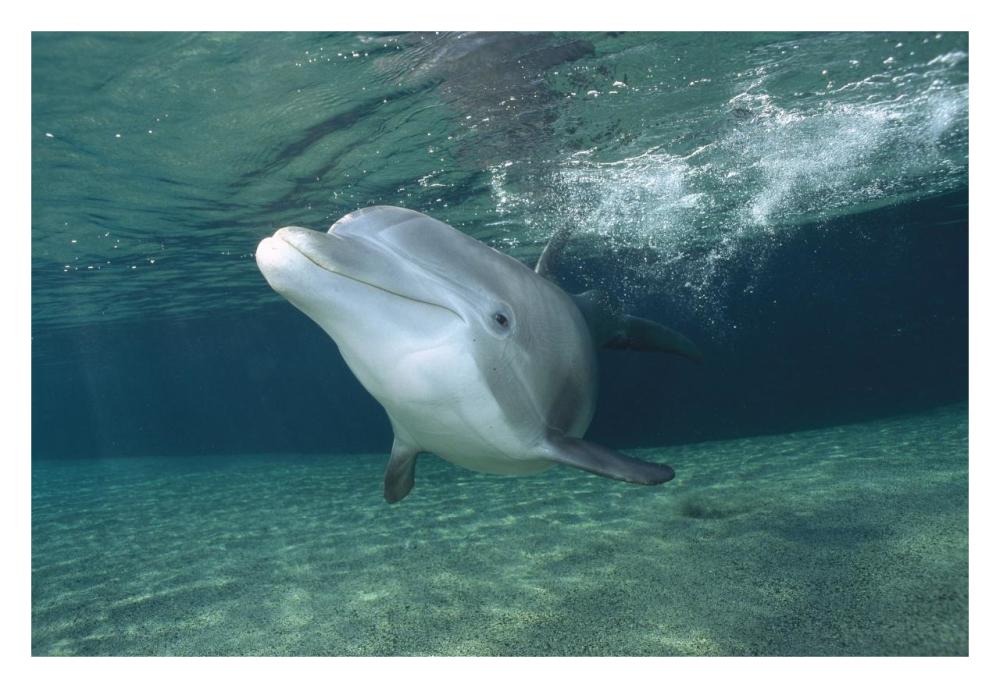 Bottlenose Dolphin, Hawaii-Paper Art-32"x22"