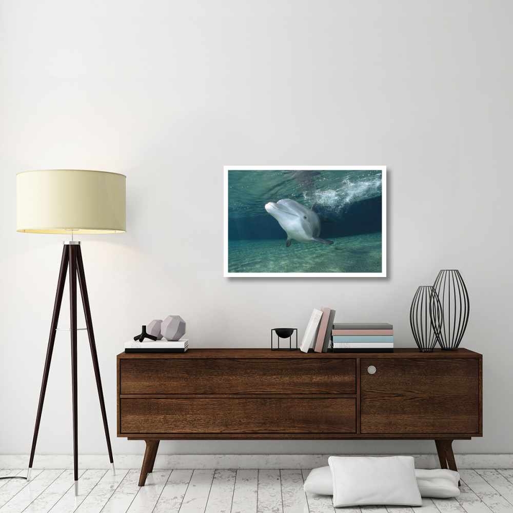 Bottlenose Dolphin, Hawaii-Paper Art-38&quotx26"