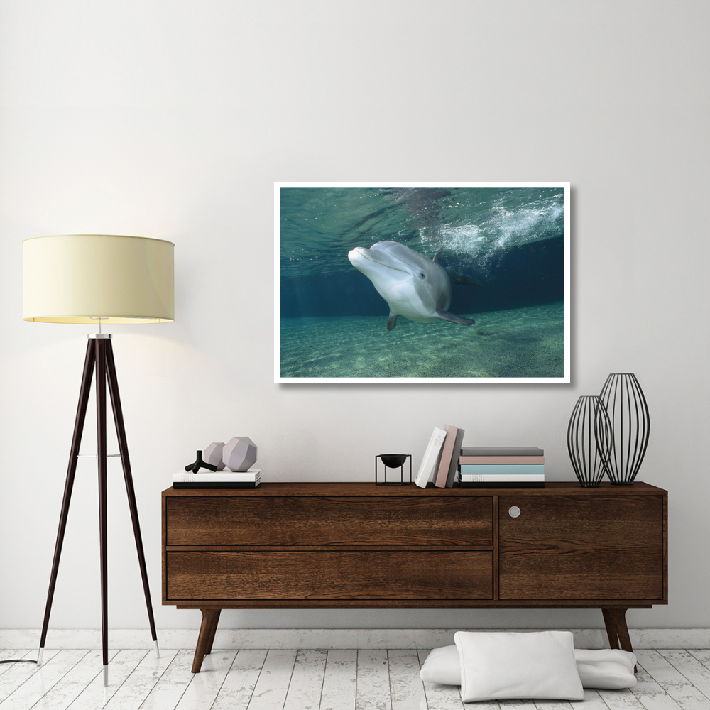 Bottlenose Dolphin, Hawaii-Paper Art-50&quotx34"