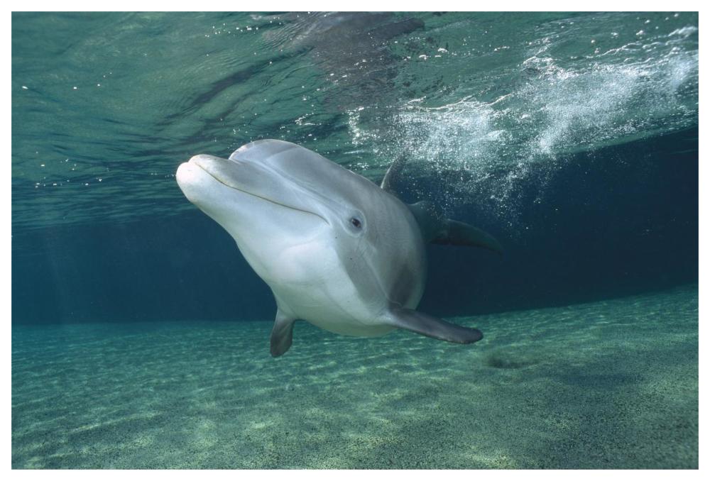 Bottlenose Dolphin, Hawaii-Paper Art-62"x42"