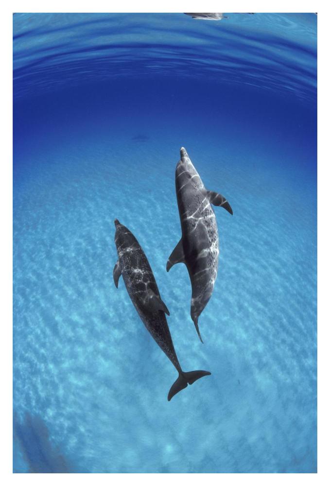 Atlantic Spotted Dolphin, pair underwater, Bahamas-Paper Art-14"x20"
