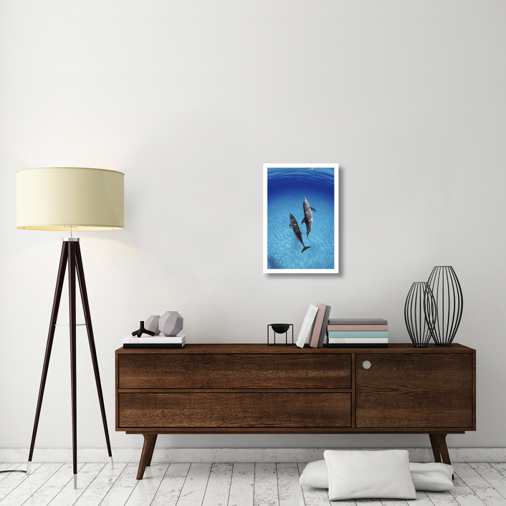 Atlantic Spotted Dolphin, pair underwater, Bahamas-Paper Art-18&quotx26"