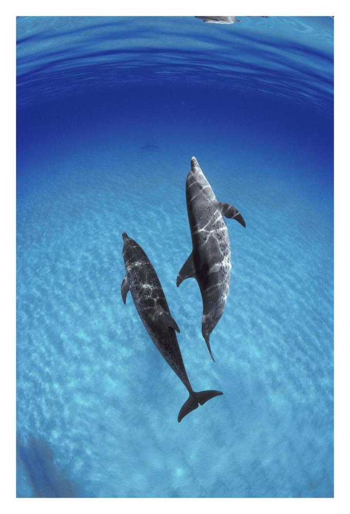 Atlantic Spotted Dolphin, pair underwater, Bahamas-Paper Art-22"x32"