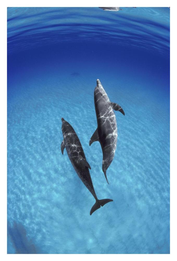 Atlantic Spotted Dolphin, pair underwater, Bahamas-Paper Art-26"x38"