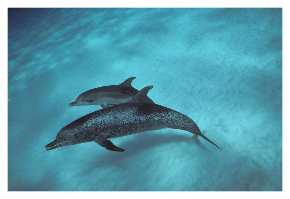 Atlantic Spotted Dolphin, pair underwater, Bahamas-Paper Art-20"x14"
