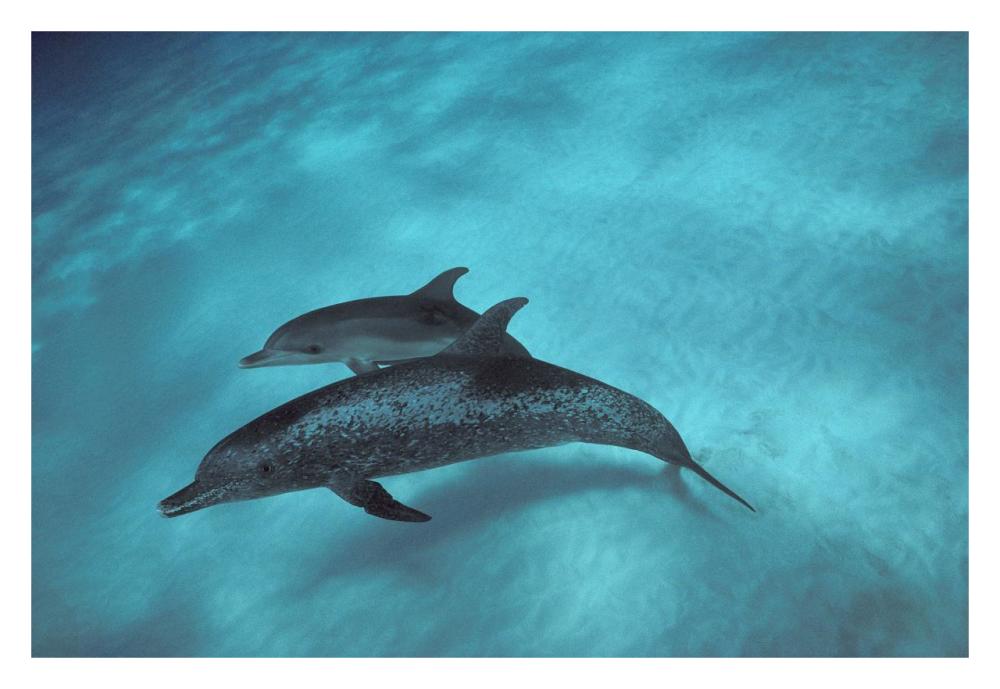 Atlantic Spotted Dolphin, pair underwater, Bahamas-Paper Art-32"x22"