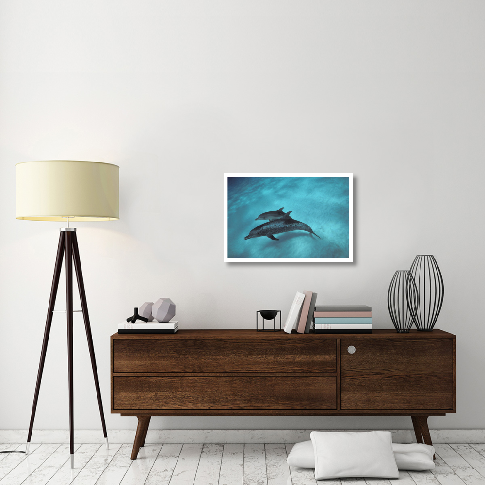 Atlantic Spotted Dolphin, pair underwater, Bahamas-Paper Art-32&quotx22"