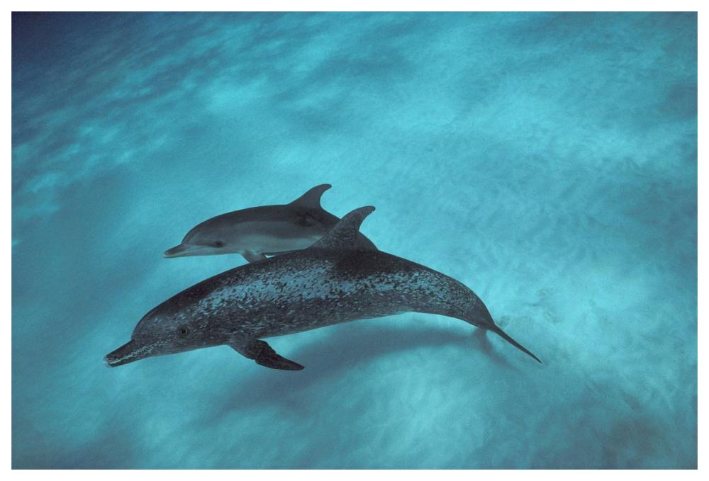 Atlantic Spotted Dolphin, pair underwater, Bahamas-Paper Art-62"x42"