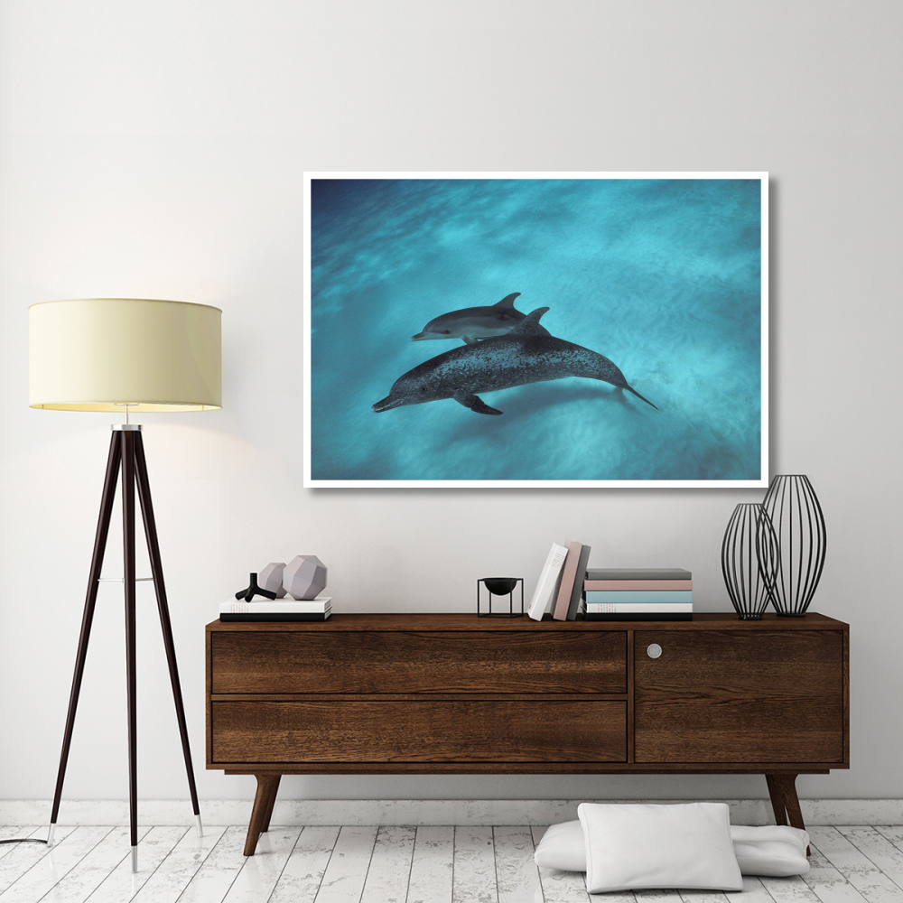 Atlantic Spotted Dolphin, pair underwater, Bahamas-Paper Art-62&quotx42"