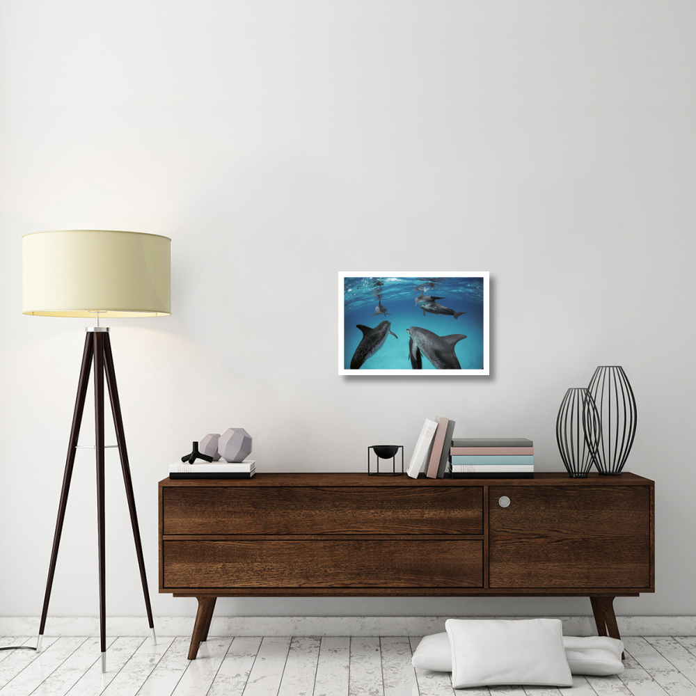 Atlantic Spotted Dolphin, group of adults and juveniles, Bahamas-Paper Art-26&quotx18"