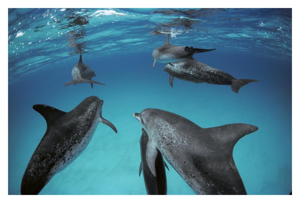 Atlantic Spotted Dolphin, group of adults and juveniles, Bahamas-Paper Art-38"x26"