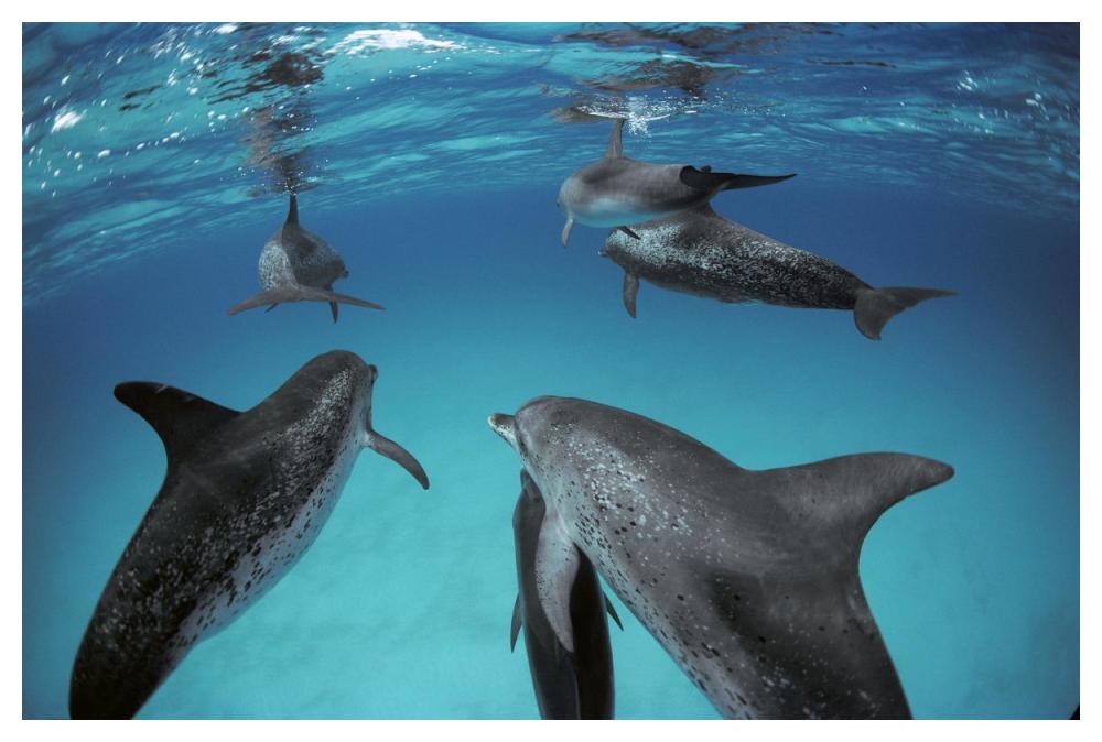 Atlantic Spotted Dolphin, group of adults and juveniles, Bahamas-Paper Art-50"x34"