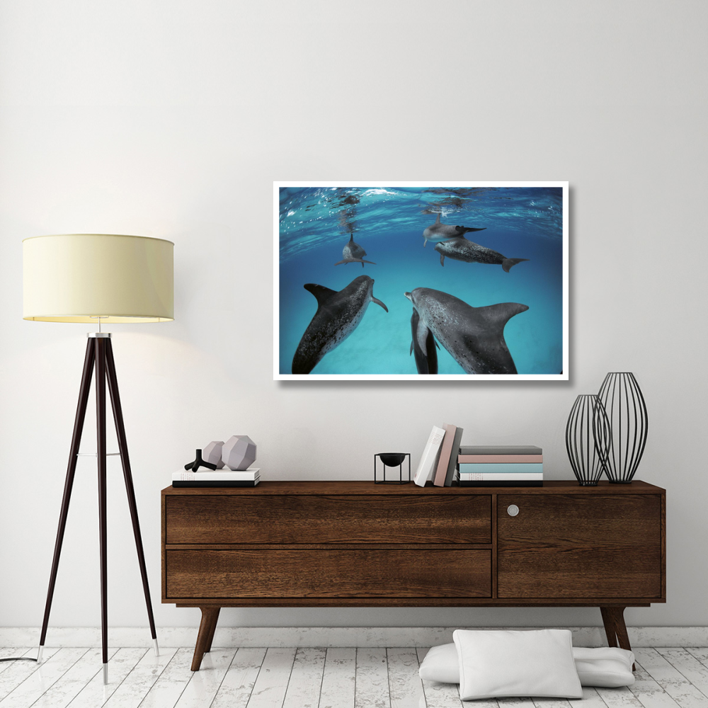 Atlantic Spotted Dolphin, group of adults and juveniles, Bahamas-Paper Art-50&quotx34"