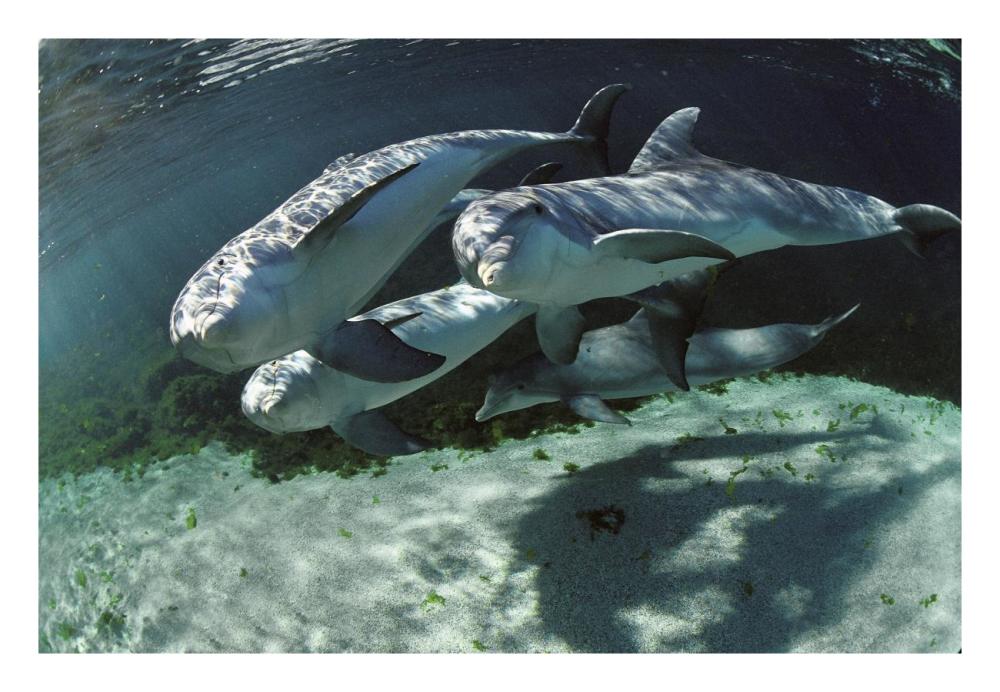 Bottlenose Dolphin quartet, Hawaii-Paper Art-26"x18"