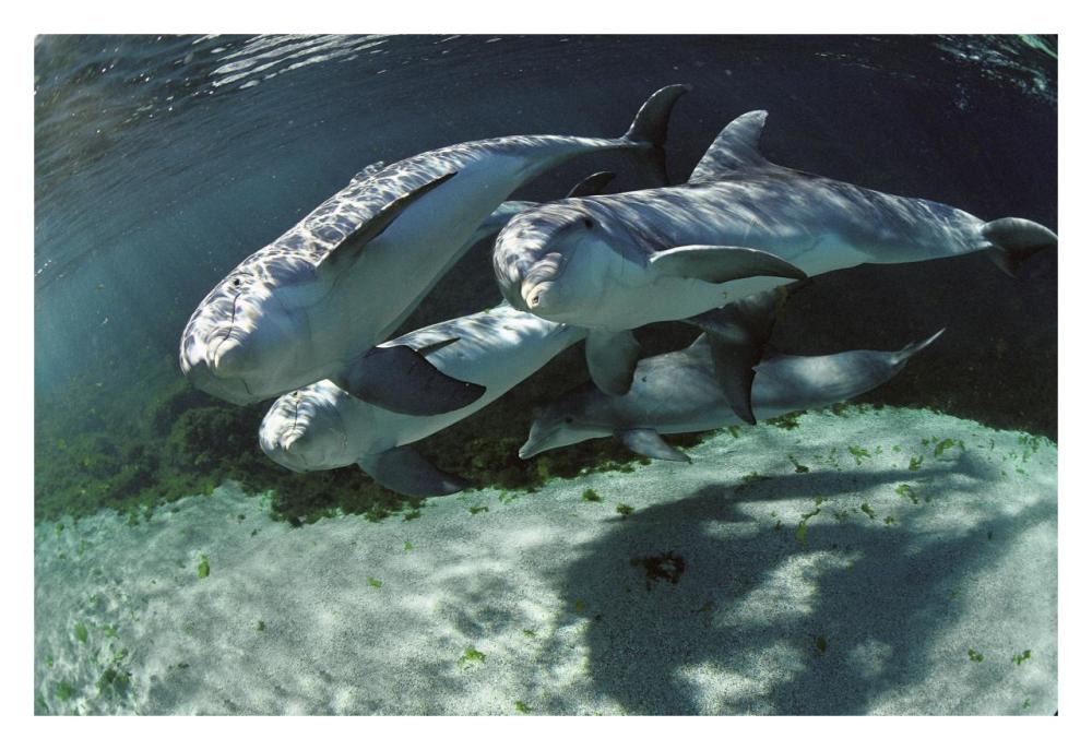 Bottlenose Dolphin quartet, Hawaii-Paper Art-32"x22"