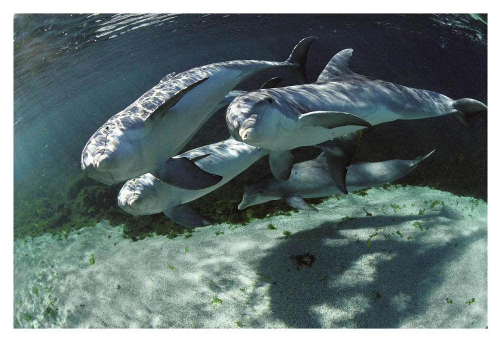 Bottlenose Dolphin quartet, Hawaii-Paper Art-38"x26"
