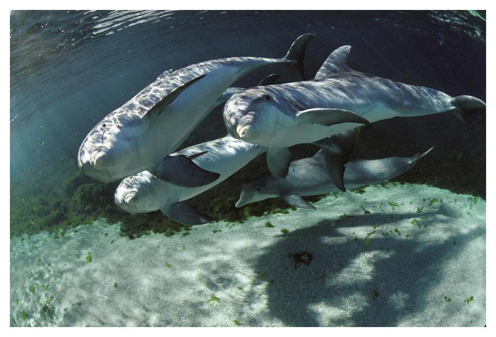 Bottlenose Dolphin quartet, Hawaii-Paper Art-50"x34"