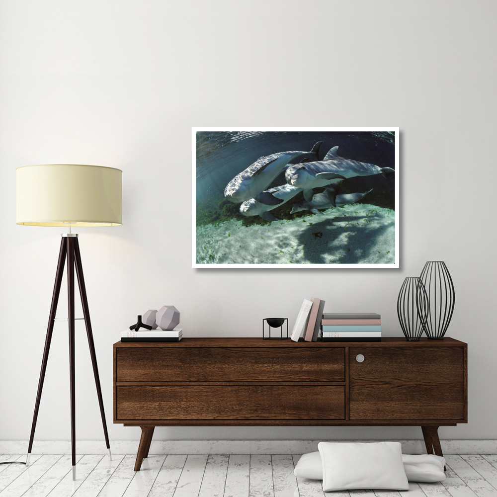 Bottlenose Dolphin quartet, Hawaii-Paper Art-50&quotx34"