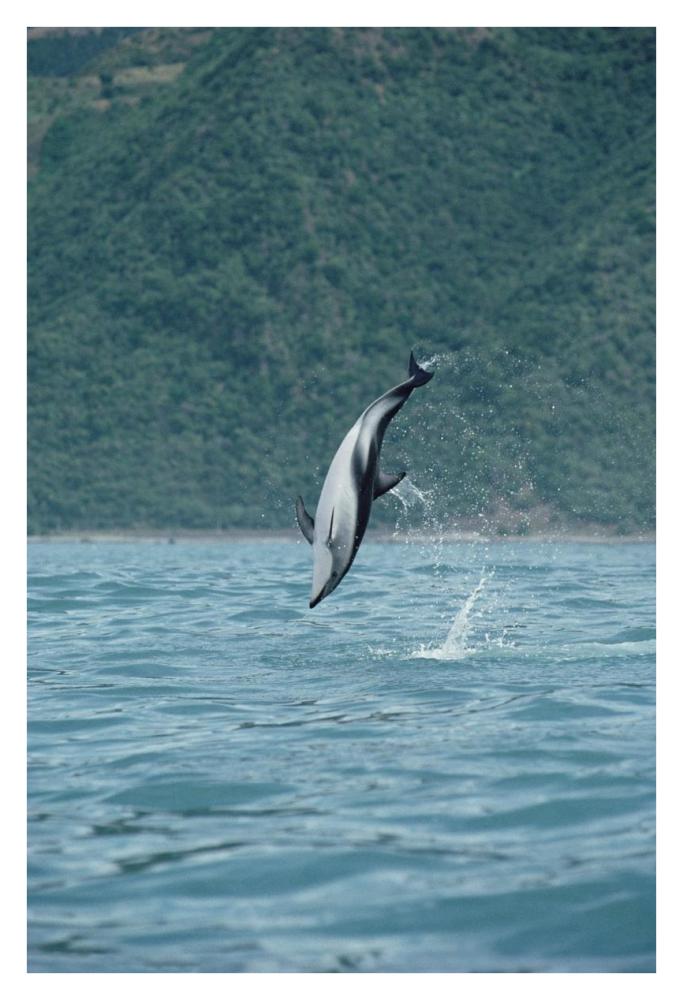 Dusky Dolphin jumping, Kaikoura, New Zealand-Paper Art-26"x38"