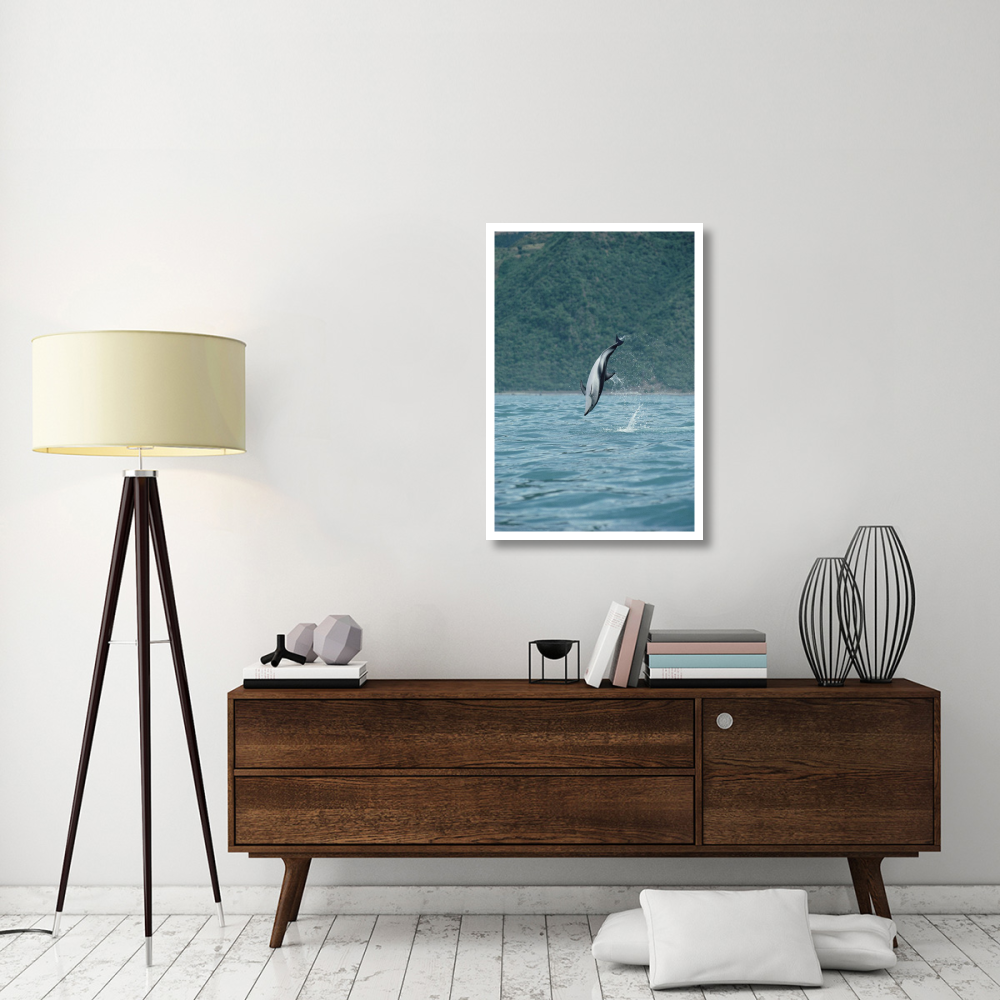 Dusky Dolphin jumping, Kaikoura, New Zealand-Paper Art-26&quotx38"