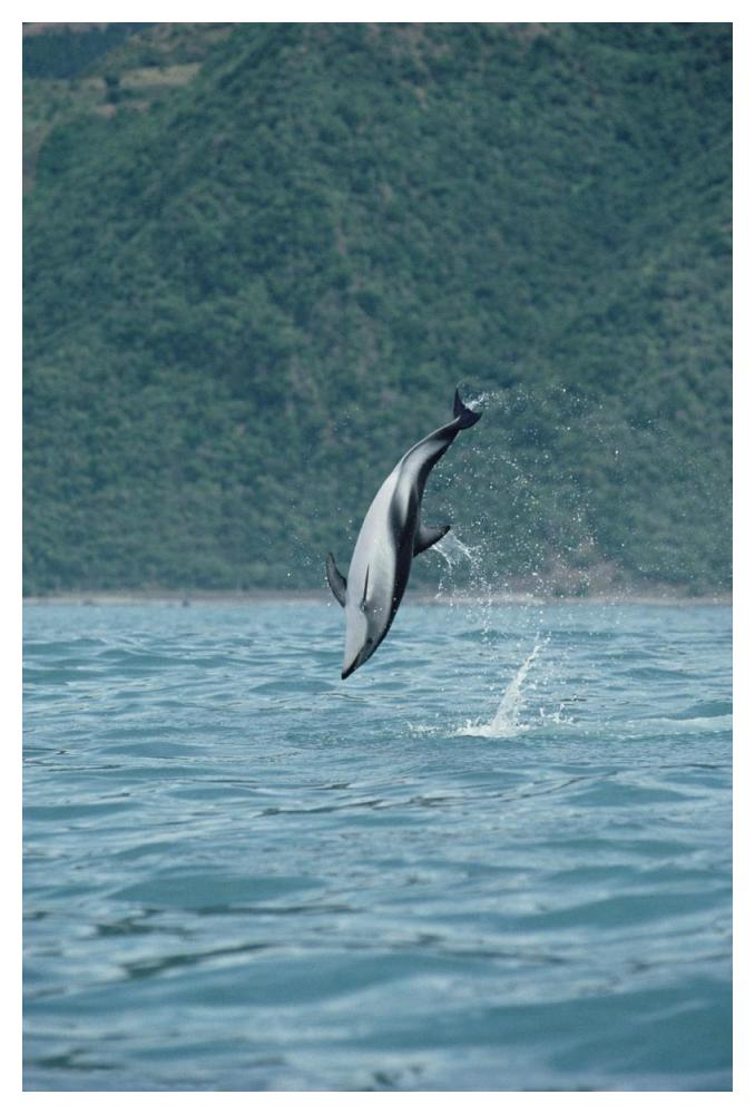 Dusky Dolphin jumping, Kaikoura, New Zealand-Paper Art-34"x50"