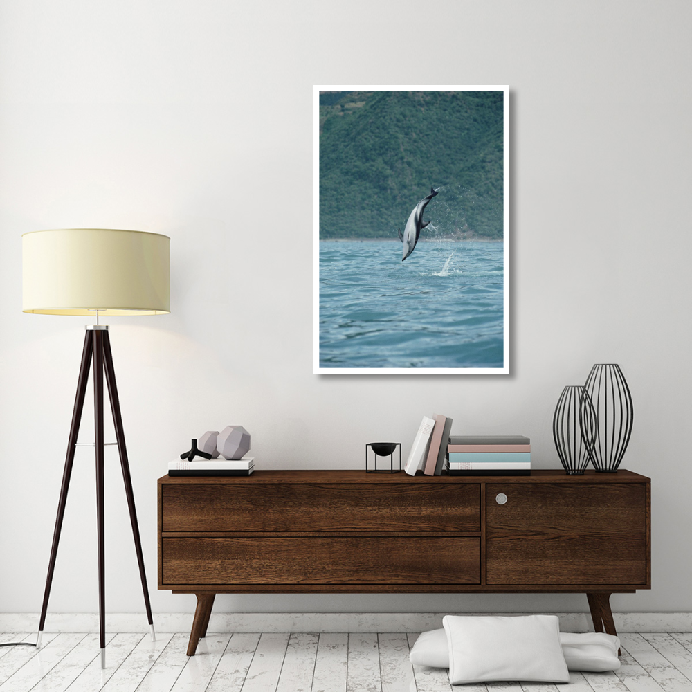 Dusky Dolphin jumping, Kaikoura, New Zealand-Paper Art-34&quotx50"