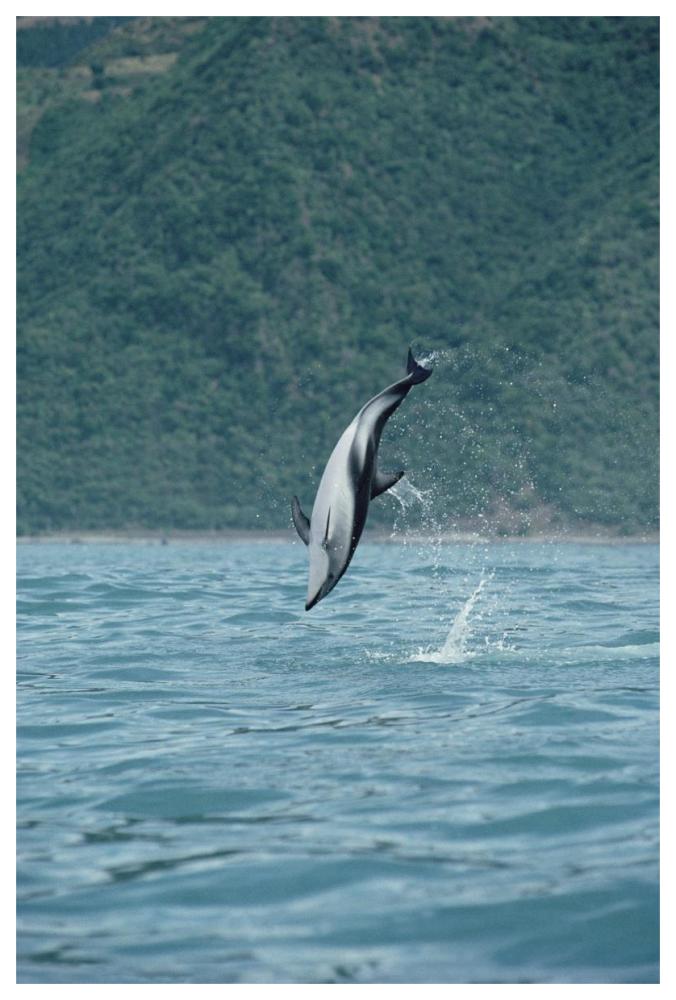 Dusky Dolphin jumping, Kaikoura, New Zealand-Paper Art-42"x62"