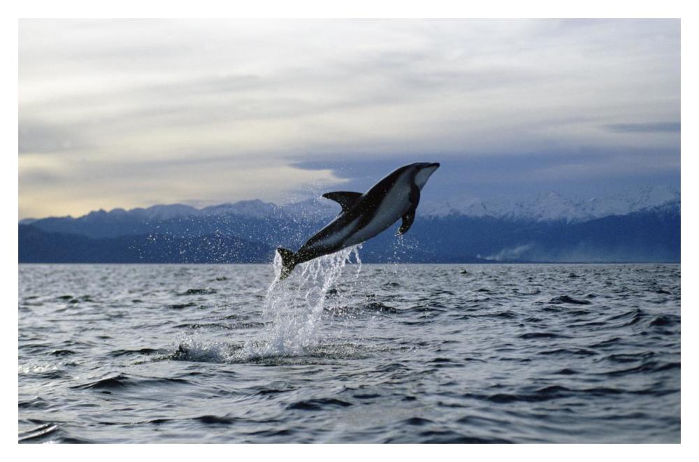 Dusky Dolphin leaping, New Zealand-Paper Art-20"x14"