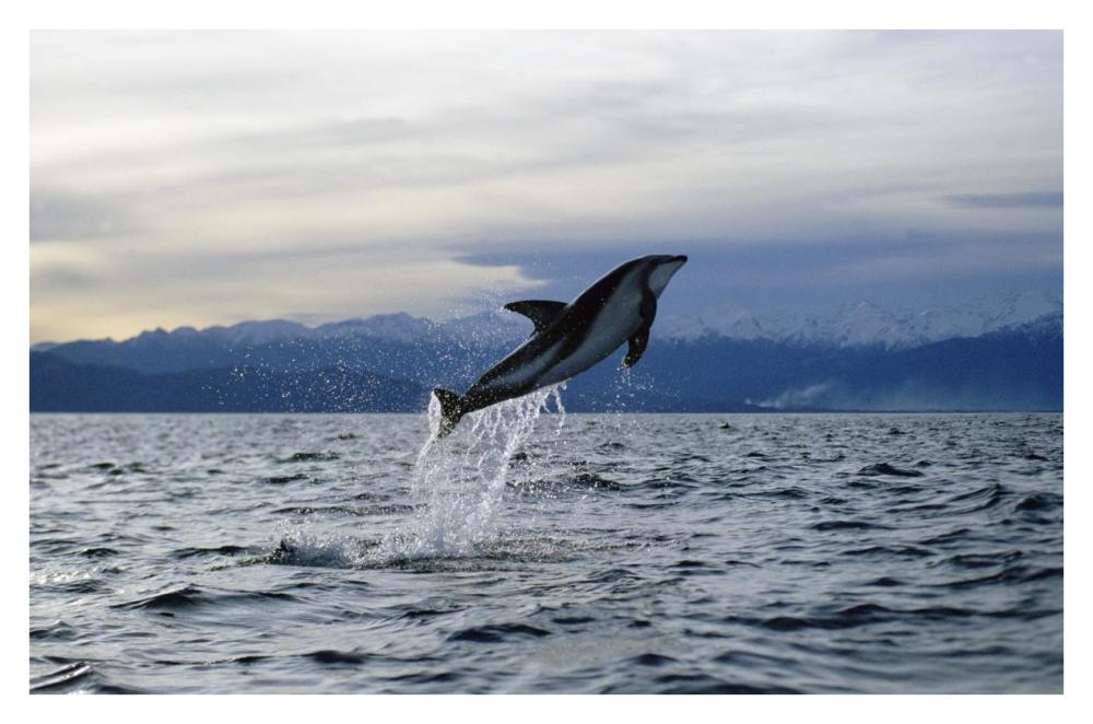 Dusky Dolphin leaping, New Zealand-Paper Art-38"x26"