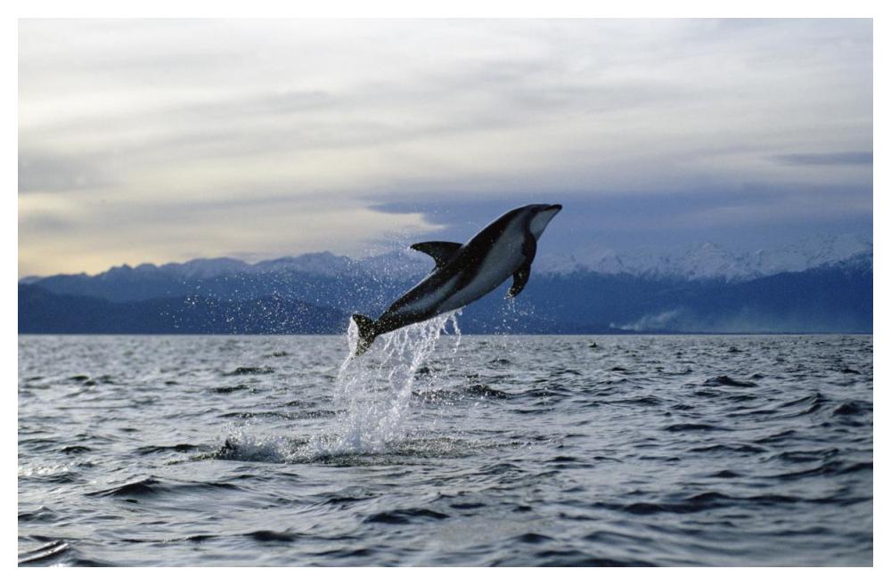 Dusky Dolphin leaping, New Zealand-Paper Art-50"x34"