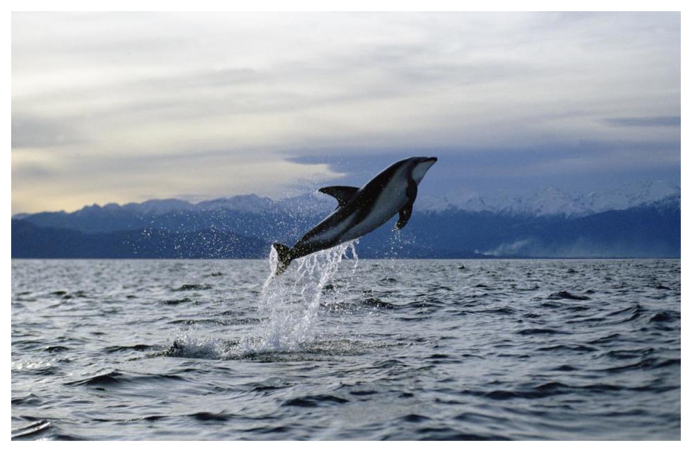 Dusky Dolphin leaping, New Zealand-Paper Art-62"x42"