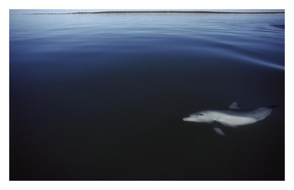 Bottlenose Dolphin swimming underwater, Australia-Paper Art-32"x20.6"