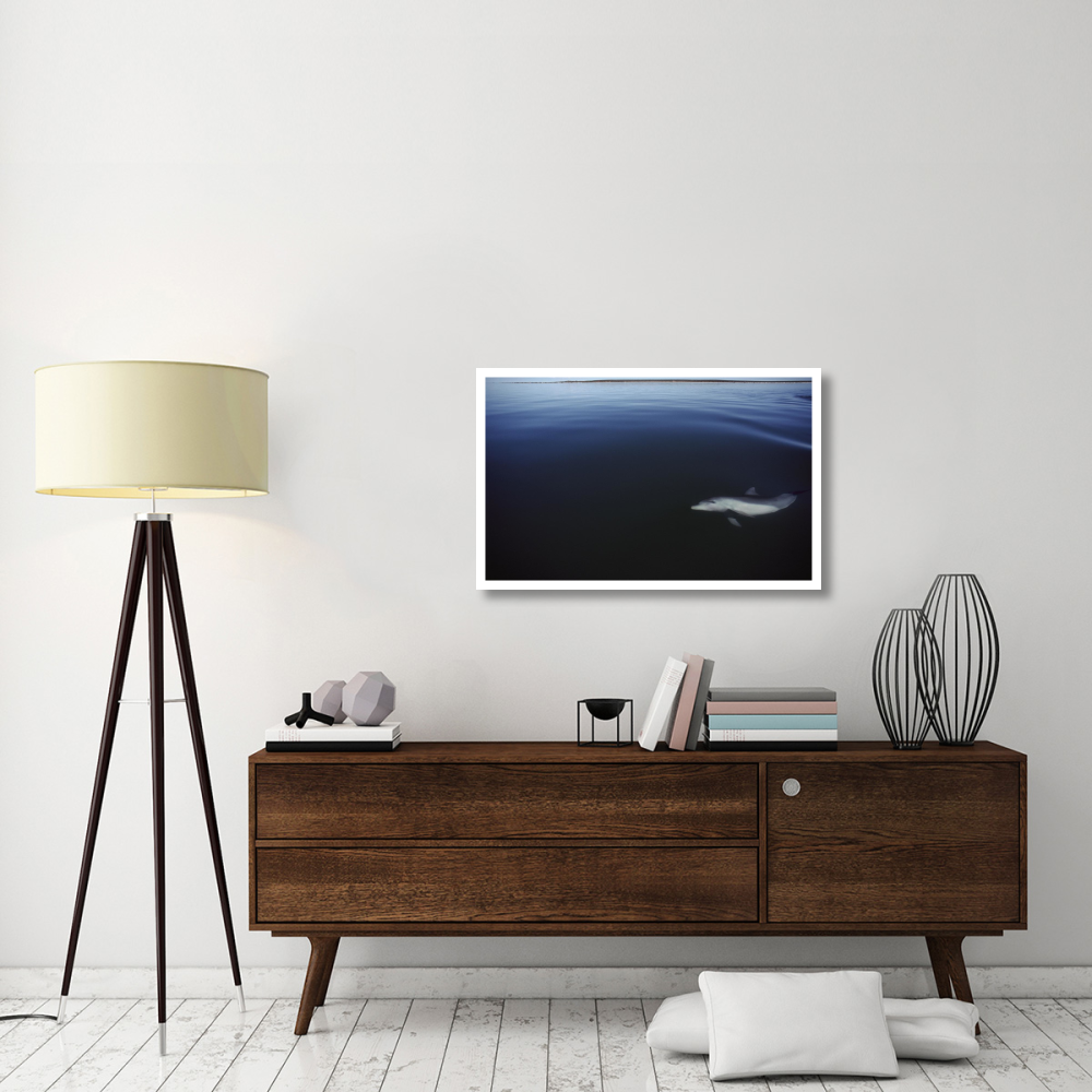 Bottlenose Dolphin swimming underwater, Australia-Paper Art-38&quotx24.32"