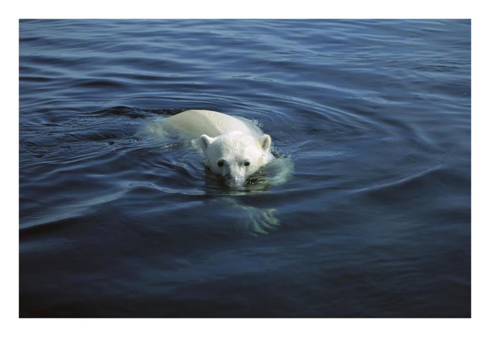 Polar Bear swimming, Wager Bay, Canada-Paper Art-26"x18"
