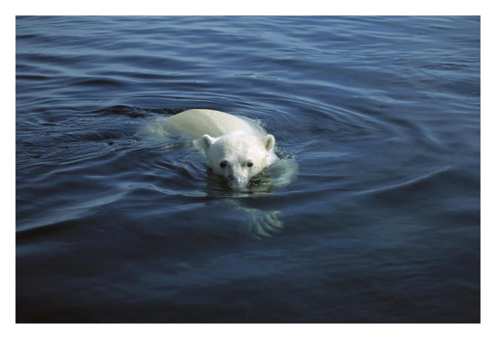Polar Bear swimming, Wager Bay, Canada-Paper Art-32"x22"